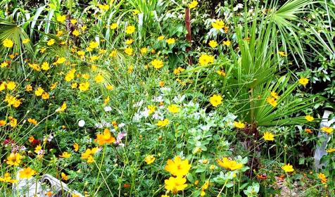 Во дворе частного дома Звездочка, г. Сочи, Лазаревский район, п. Лоо
