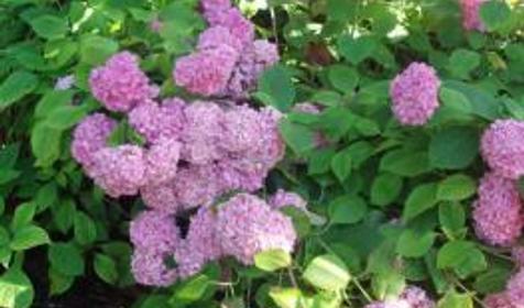 Территория. Гостевой дом Акварель, г. Сочи, Лазаревский район, п. Головинка