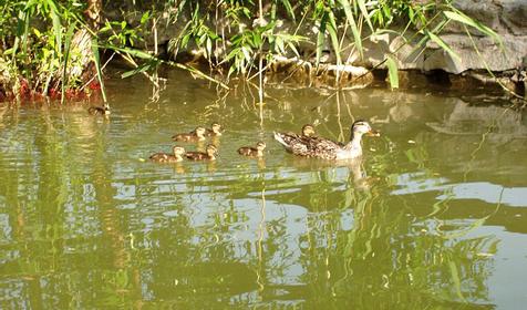 Дикие утки, база отдыха Клёвое местечко, г. Новороссийск, п. Ленинский путь