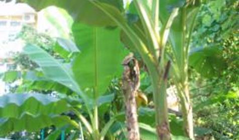 Территория. Гостевой дом Акварель, г. Сочи, Лазаревский район, п. Головинка