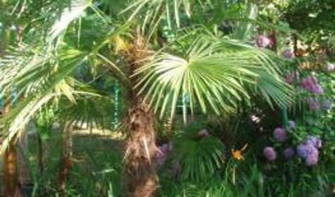 Территория. Гостевой дом Акварель, г. Сочи, Лазаревский район, п. Головинка