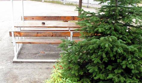 Двор, частный дом Светлана, г. Сочи, Лазаревский район, п. Лоо