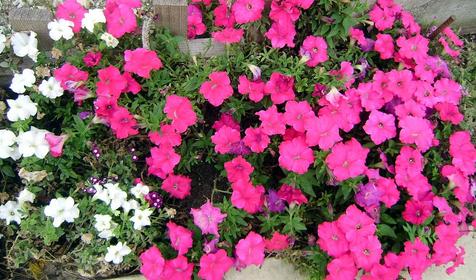 Гостевой дом на ул. Центральная 48а, Туапсинский район, с. Агой