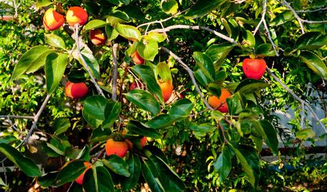 Сад гостевого дома Aring House, г. Сочи, Лазаревский район, п. Лазаревское