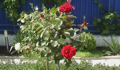 Во дворе отеля Черноморье, г. Анапа