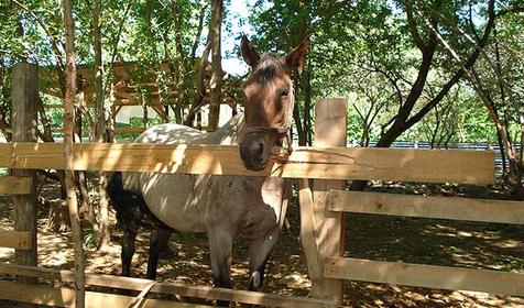Прогулки на свежем воздухе на лошадях в окрестностях базы отдыха Тавуш, Лабинский район, ст. Упорная