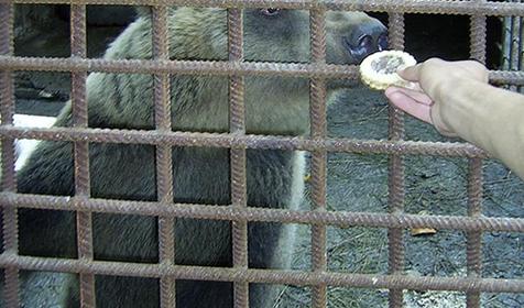 Зооуголок базы отдыха Тавуш, Лабинский район, ст. Упорная