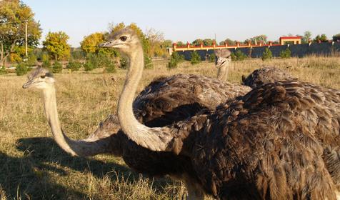 Зоопарк на территории санатория Лаба, г. Лабинск