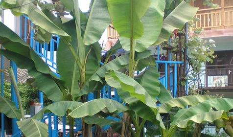 Двор гостевого дома Arseli, г. Сочи, Лазаревский район, п. Вардане