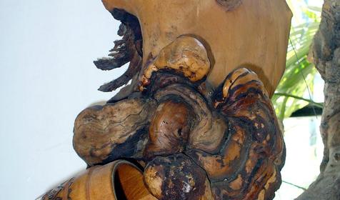 Экспонат выставки Причуды леса, частный дом Зеленый дворик, г. Туапсе, п. Джубга