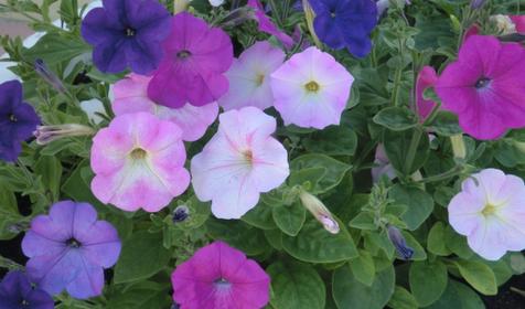 Гостевой дом Татьяна, Туапсинский р-н, п. Джубга