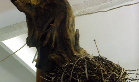 Экспонат выставки Причуды леса, частный дом Зеленый дворик, г. Туапсе, п. Джубга