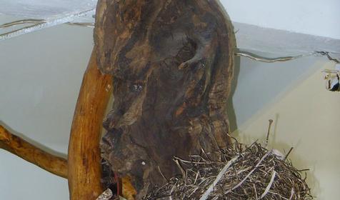 Экспонат выставки Причуды леса, частный дом Зеленый дворик, г. Туапсе, п. Джубга