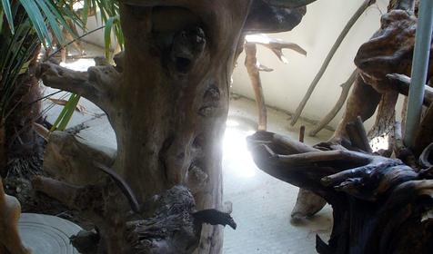 Экспонат выставки Причуды леса, частный дом Зеленый дворик, г. Туапсе, п. Джубга