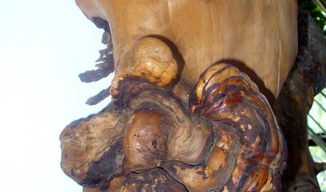 Экспонат выставки Причуды леса, частный дом Зеленый дворик, г. Туапсе, п. Джубга