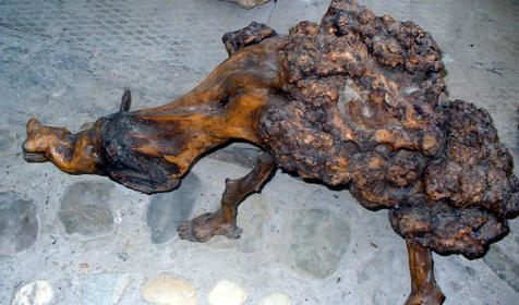 Экспонат выставки Причуды леса, частный дом Зеленый дворик, г. Туапсе, п. Джубга