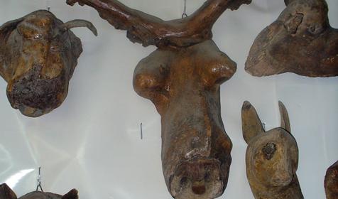 Экспонат выставки Причуды леса, частный дом Зеленый дворик, г. Туапсе, п. Джубга