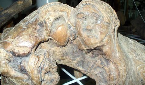 Экспонат выставки Причуды леса, частный дом Зеленый дворик, г. Туапсе, п. Джубга