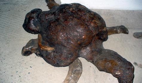 Экспонат выставки Причуды леса, частный дом Зеленый дворик, г. Туапсе, п. Джубга