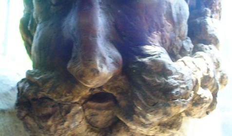 Экспонат выставки Причуды леса, частный дом Зеленый дворик, г. Туапсе, п. Джубга