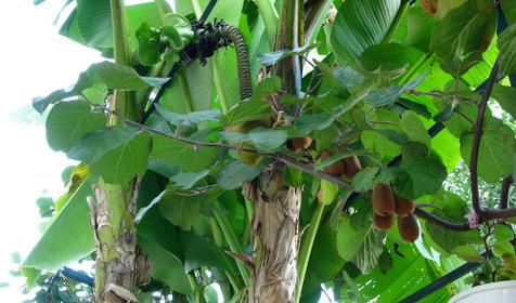 Экзотические фрукты, отель ЛЭНСиС, г. Сочи, Адлерский район, г. Адлер