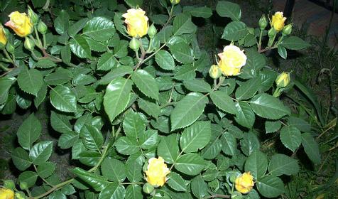 Территория гостевого дома Приветливый, г. Ейск