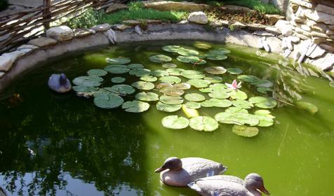 Пансион Елена, Туапсинский район, п. Ольгинка