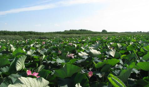 Долина лотосов