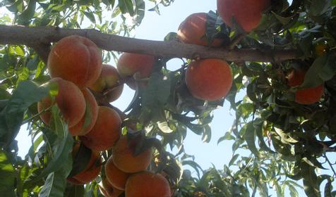 Фруктовый сад, Частный гостевой дом по ул. Привокзальная 35, Темрюкский район, п. Сенной