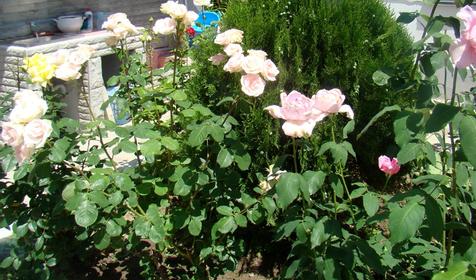 Гостевой дом Людмила, г. Анапа, п. Витязево