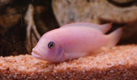 Океанариум Акулий Риф, г. Ейск