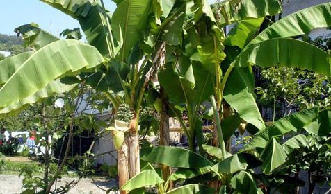 Гостевой дом Лика-Ника, г. Сочи, Лазаревский район, п. Лоо