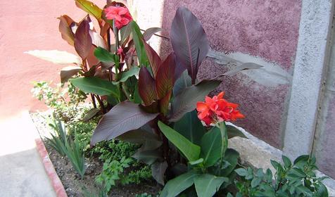 Гостевой дом Apple (Яблоко), Геленджик, Тонкий мыс