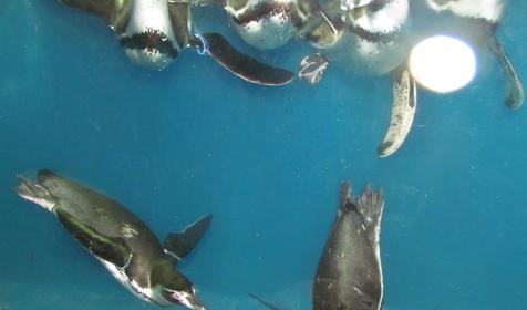 Морской комплекс Анапский Дельфинарий, г. Анапа