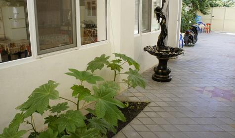 Во дворе. Гостевой дом Олимп, г. Анапа, п. Витязево