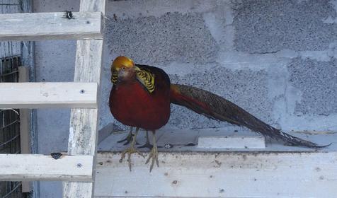 Вольерный комплекс. Гостевой двор Ачишхо, г. Сочи, п. Красная Поляна