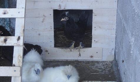 Вольерный комплекс. Гостевой двор Ачишхо, г. Сочи, п. Красная Поляна