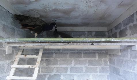 Вольерный комплекс. Гостевой двор Ачишхо, г. Сочи, п. Красная Поляна