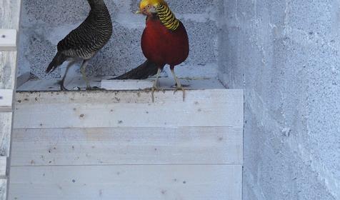 Вольерный комплекс. Гостевой двор Ачишхо, г. Сочи, п. Красная Поляна