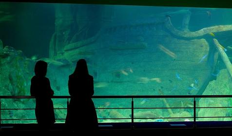Океанариум Sochi Discovery World Aquarium, г. Сочи