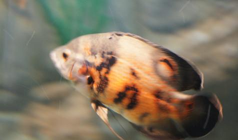 Океанариум Sochi Discovery World Aquarium, г. Сочи