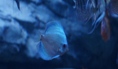 Океанариум Sochi Discovery World Aquarium, г. Сочи