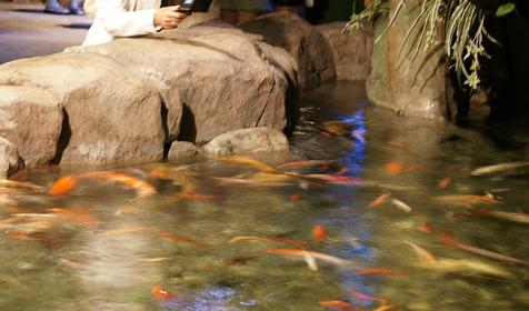 Океанариум Sochi Discovery World Aquarium, г. Сочи