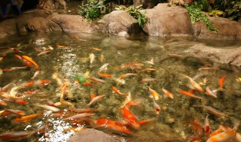 Океанариум Sochi Discovery World Aquarium, г. Сочи