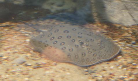 Океанариум Sochi Discovery World Aquarium, г. Сочи