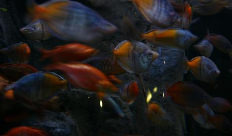 Океанариум Sochi Discovery World Aquarium, г. Сочи