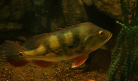 Океанариум Sochi Discovery World Aquarium, г. Сочи