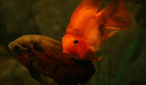 Океанариум Sochi Discovery World Aquarium, г. Сочи