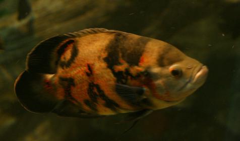 Океанариум Sochi Discovery World Aquarium, г. Сочи