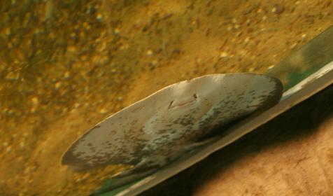 Океанариум Sochi Discovery World Aquarium, г. Сочи